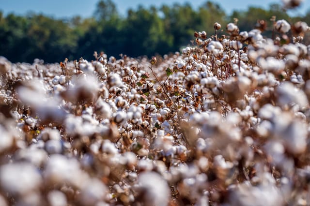 Organic cotton